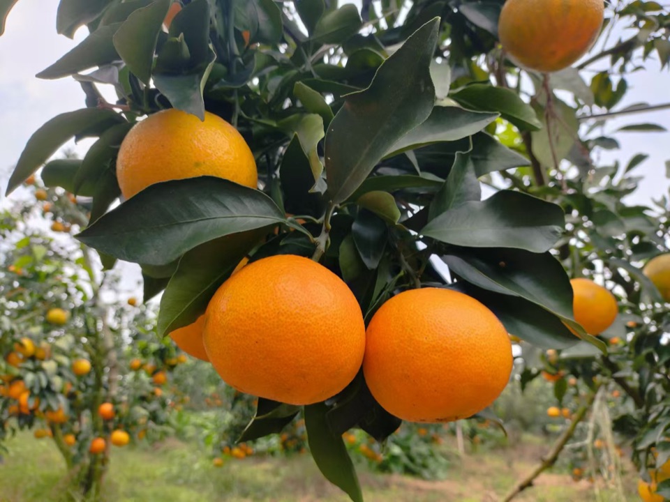 果树上的爱媛果冻橙实拍