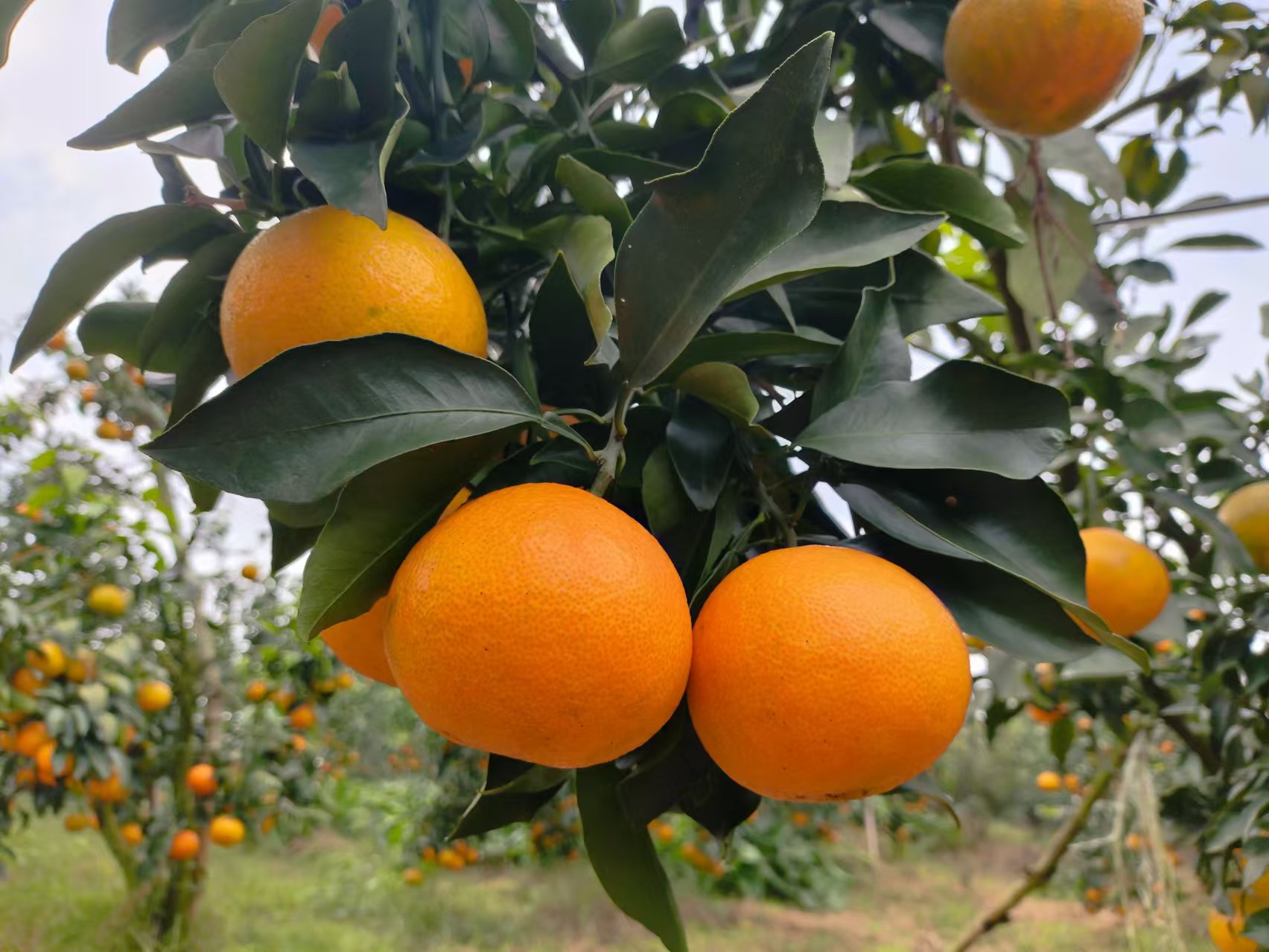 爱媛果冻橙