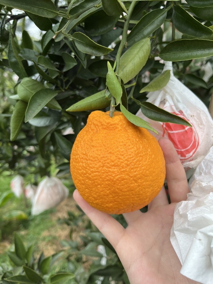不知火柑橘果实实拍